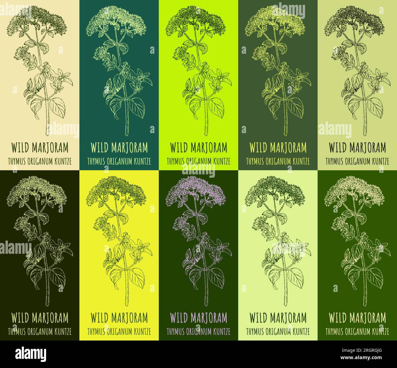Set di ORIGANO da disegno vettoriale in vari colori. Illustrazione disegnata a mano. Il nome latino è ORIGANUM VULGARE L. Illustrazione Vettoriale