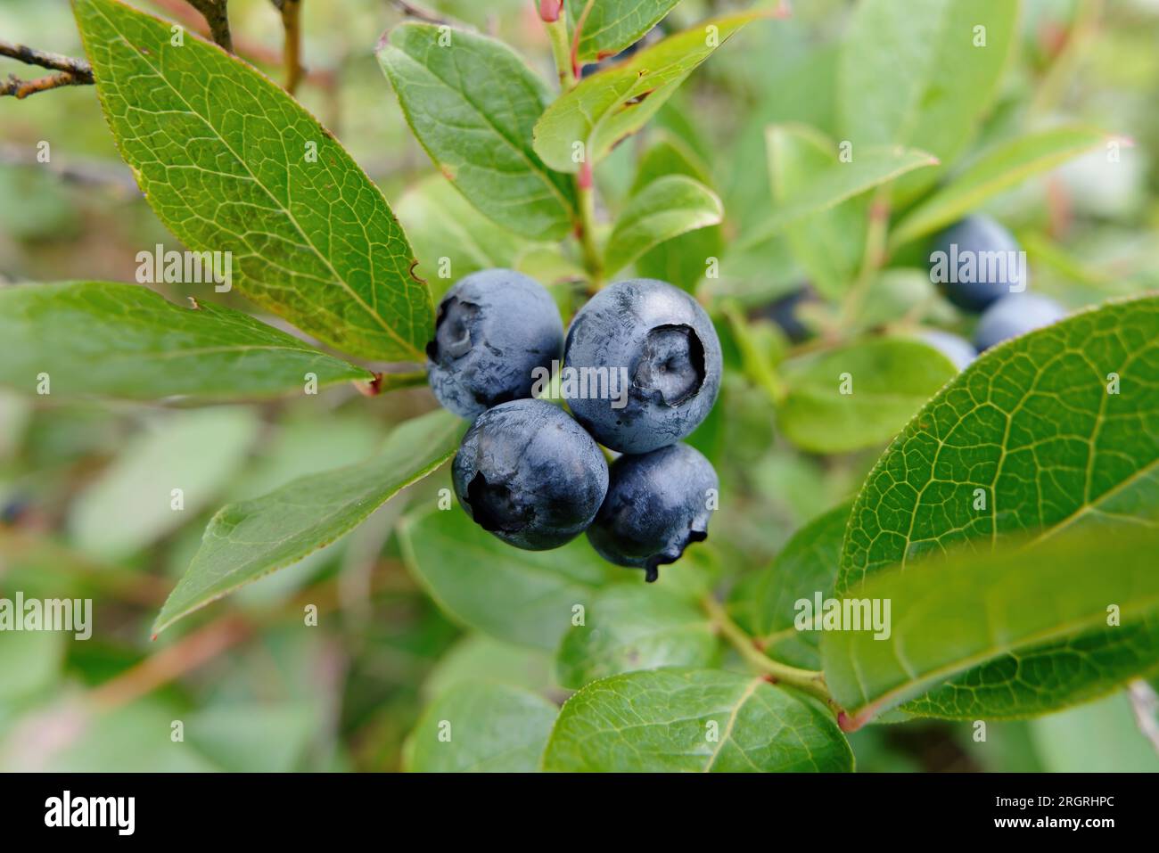 Mirtilli su un ramo con foglie verdi. Mirtilli coltivati, maturi in estate. Foto Stock