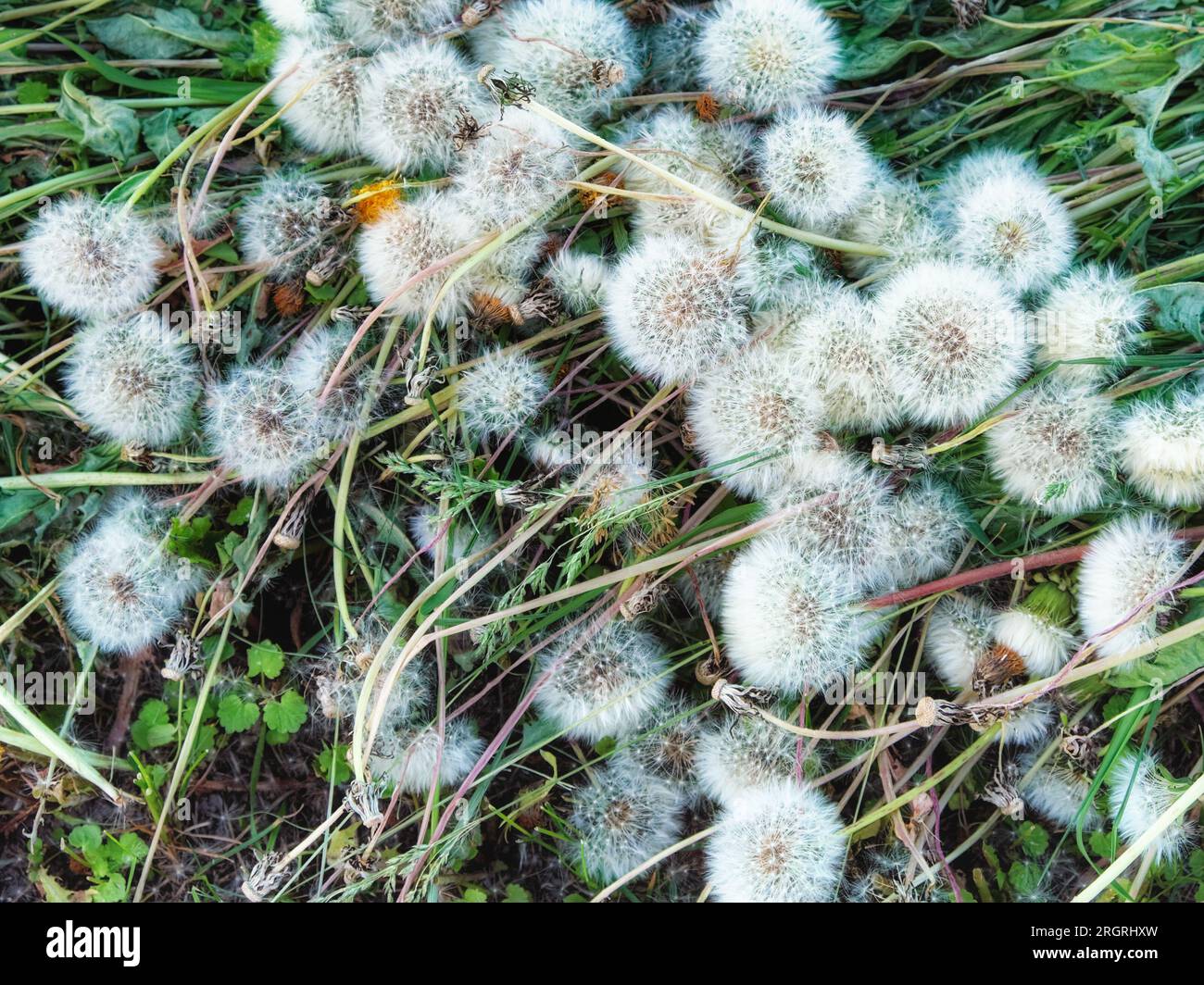 Un sacco di dandelions campo. Piante di campo falciate. Foto Stock