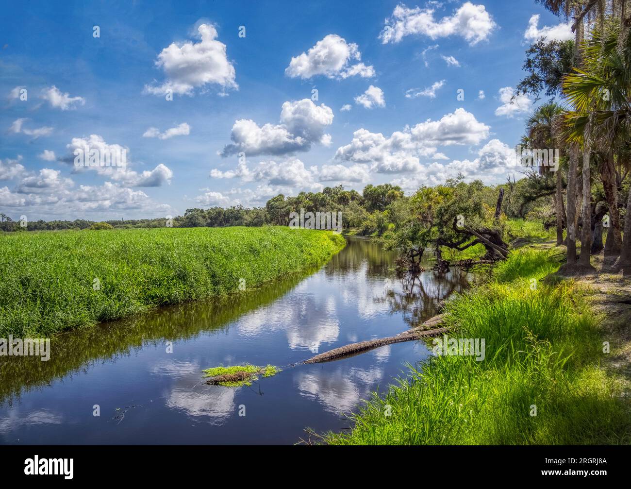 Nuvole bianche e cielo blu che si riflettono nel fiume Myakka nel Myakka River State Park a Sarasota, Florida, USA Foto Stock