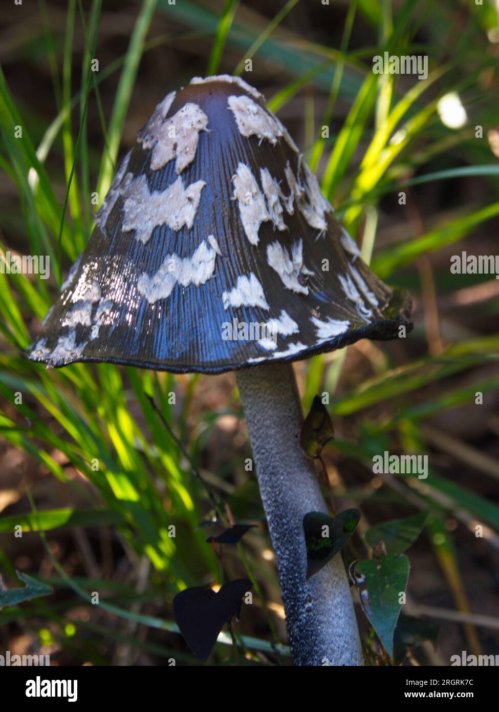 Fungo Coprinopsis picacea. Seta de Coprinopsis picacea, Foto Stock