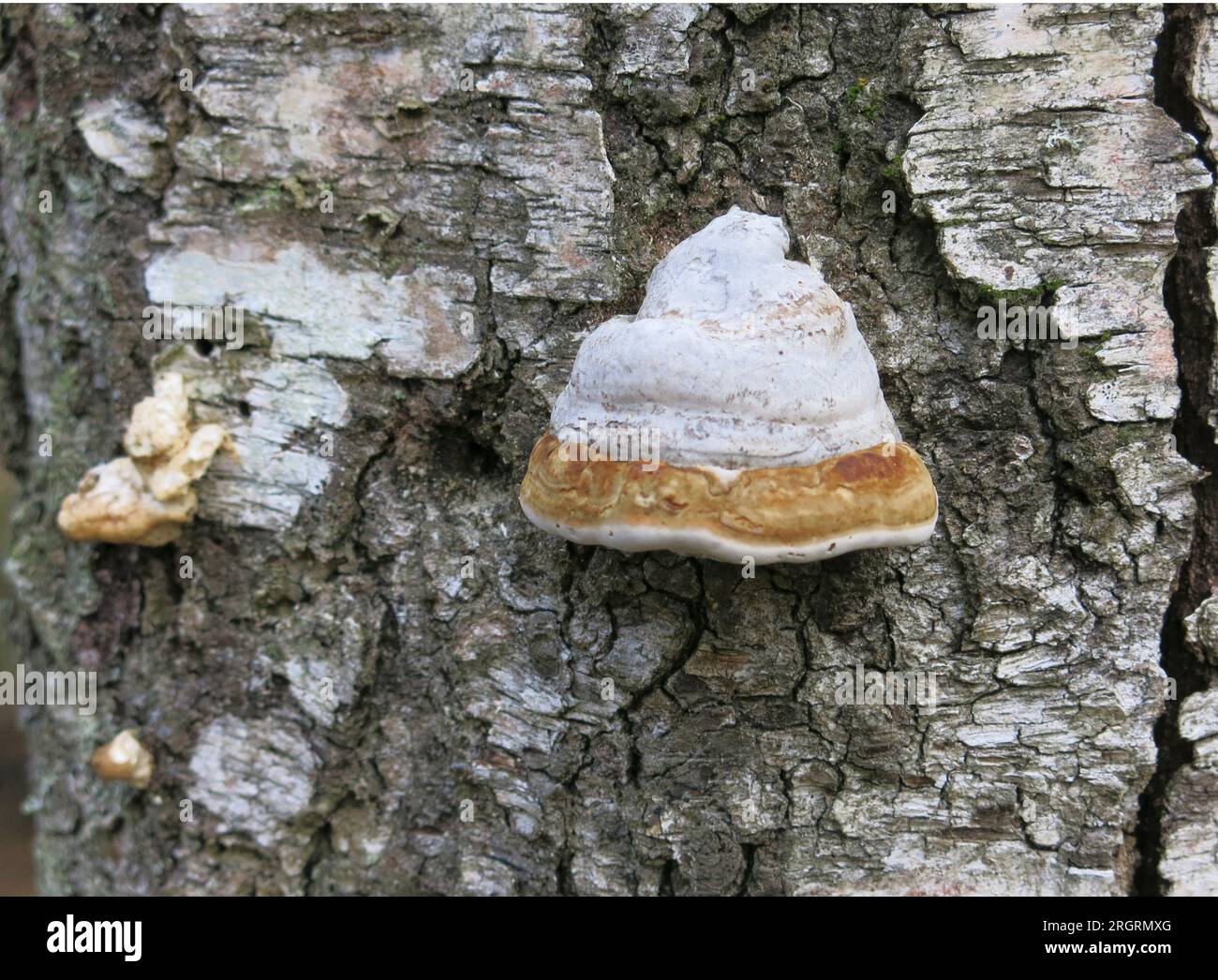 BETULLA POLYPORE Piptoporus Betulinus fungo a staffa su betulla Foto Stock