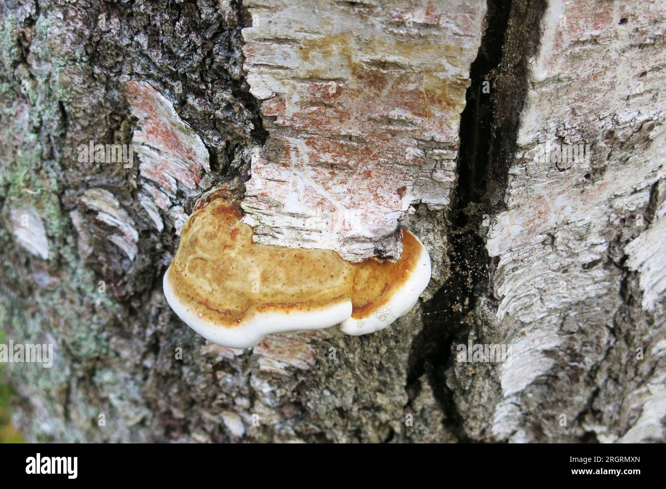 BETULLA POLYPORE Piptoporus Betulinus fungo a staffa su betulla Foto Stock