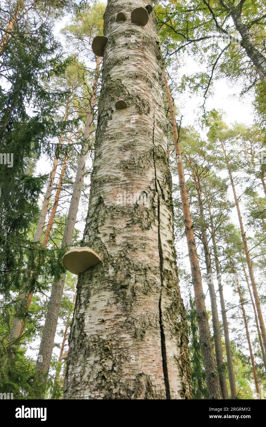 BETULLA POLYPORE Piptoporus Betulinus fungo a staffa su betulla Foto Stock