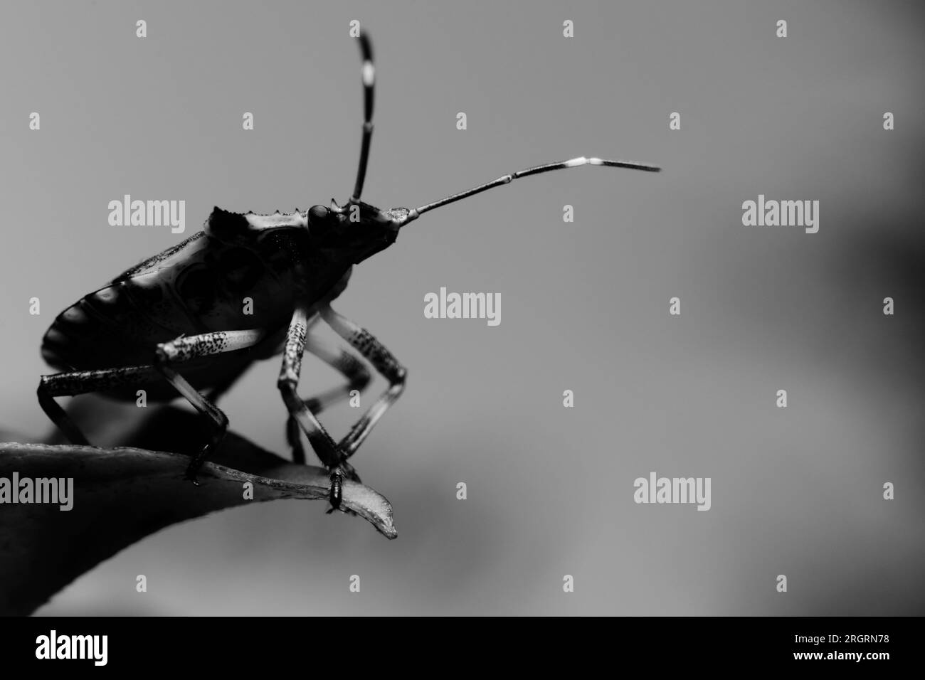 Bug su una foglia visto dal basso Foto Stock