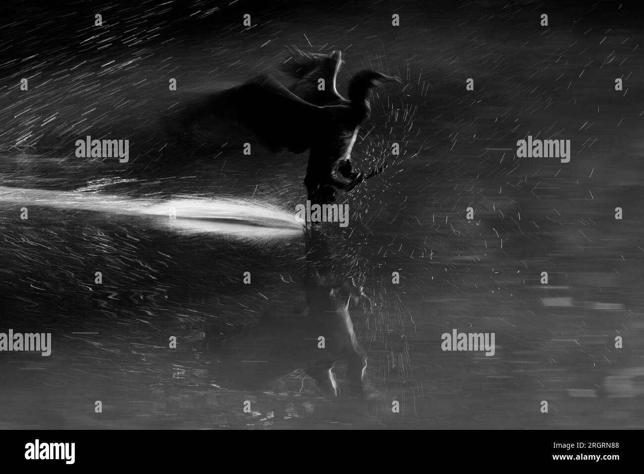Scampo di cormorani Foto Stock