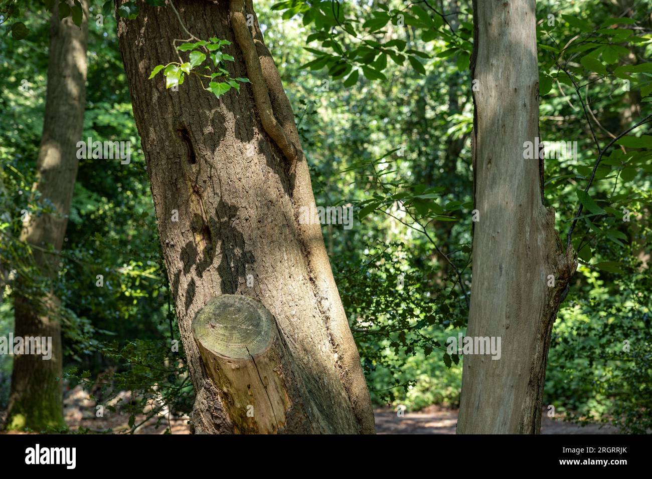 Faggio con ombra di foglie, RSPB Arne Nature Reserve, Arne, Dorset, Regno Unito Foto Stock