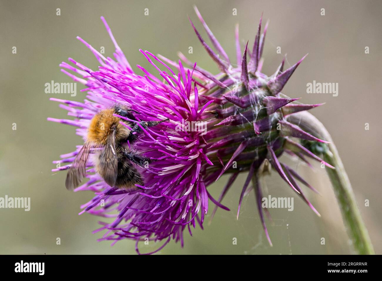Common Carder bee Feeding on Musk thistle, RSPB Arne Nature Reserve, Arne, Dorset, Regno Unito Foto Stock