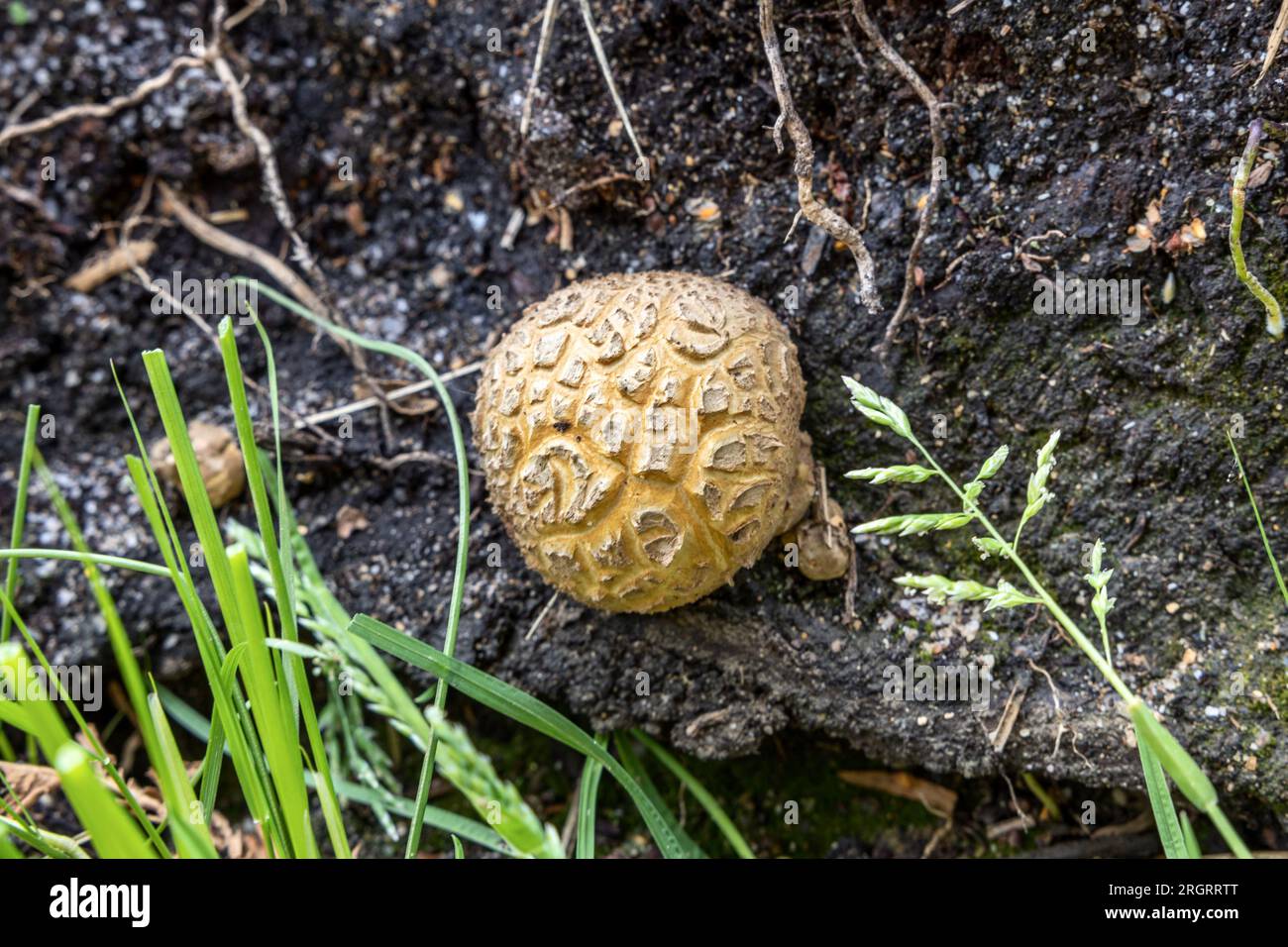 Common Earthball ,scleroderma citrinum, RSPB Arne Nature Reserve, Arne, Dorset, Regno Unito Foto Stock