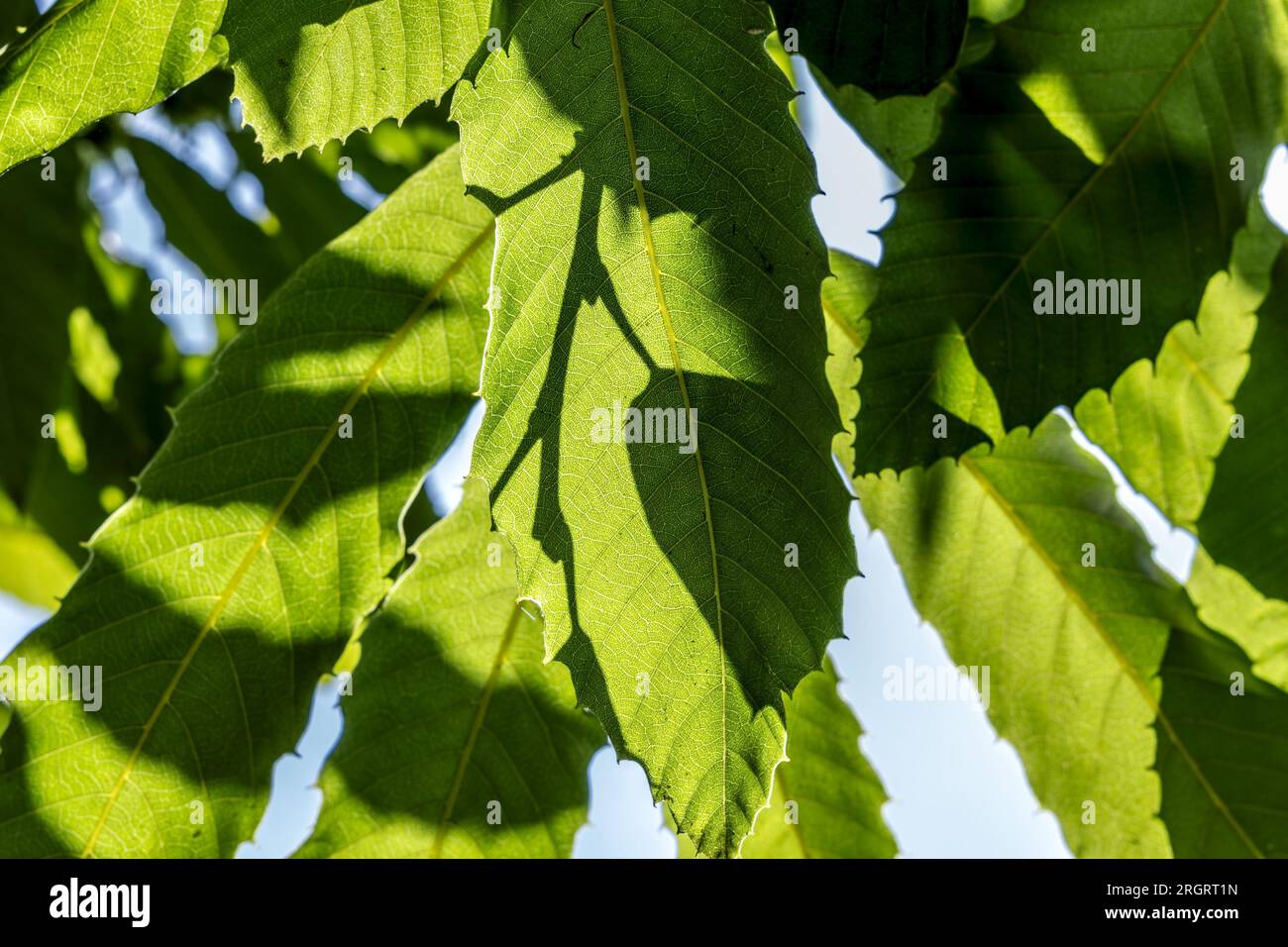 Sweet Chestnut Leaves, RSPB Arne Nature Reserve, Arne, Dorset, Regno Unito Foto Stock