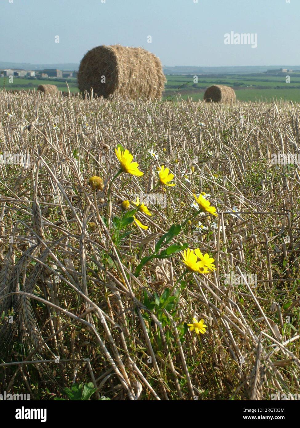 Mais giallo calendula 'Chrysanthemum Segetum' tra le stoppie sul bordo del campo con grandi balle rotonde di paglia sullo sfondo..in un campo vicino a. Foto Stock