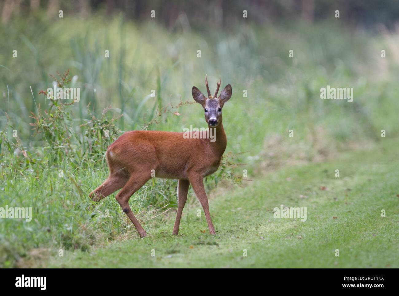 Il cervo di Roe guarda con attenzione il fotografo Foto Stock