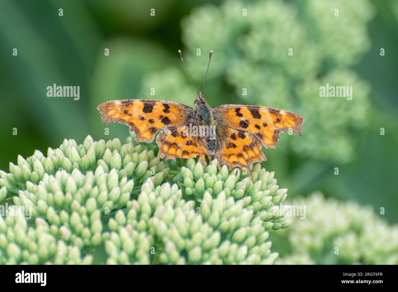 Comma Butterfly Polygonia c-album basking on sedum (pianta di ghiaccio), una pianta ricca di nettare buona per attrarre farfalle, Inghilterra, Regno Unito Foto Stock