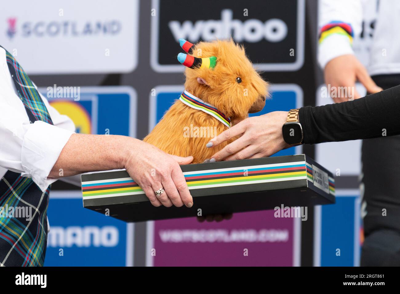 Il bestiame bovino da mucca dell'altopiano UCI ha presentato ai vincitori del podio ai campionati mondiali di ciclismo UCI 2023, Scozia, Regno Unito Foto Stock