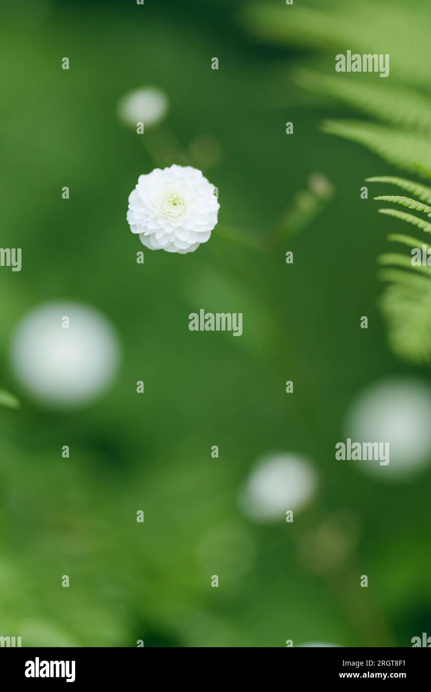 White Aster. Chiamato anche Orsett Beauty Dahlia Tubers. Foto Stock