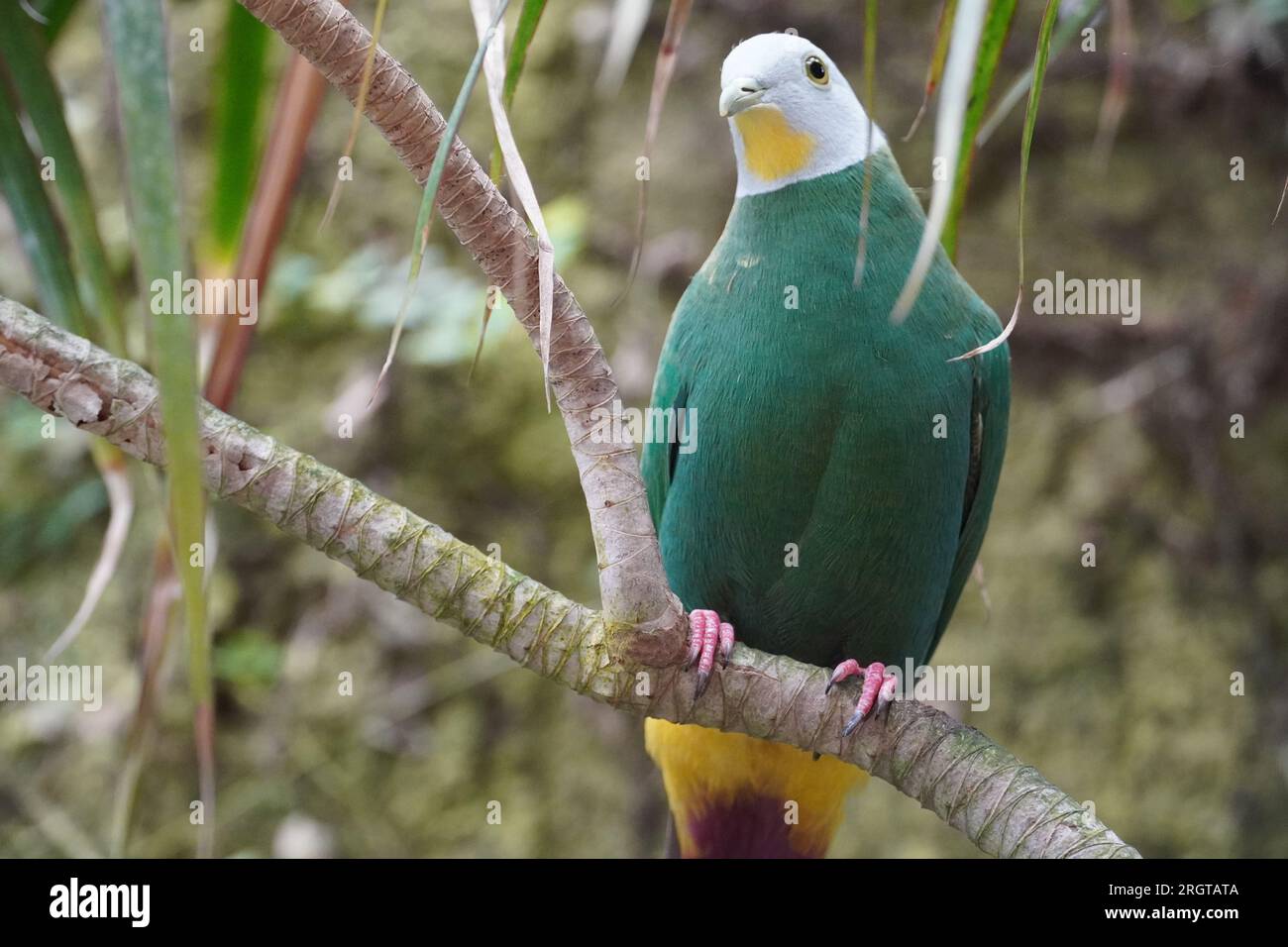 Uccelli Foto Stock