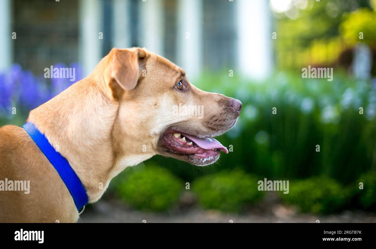 Profilo di un cane di razza mista tan Retriever che indossa un colletto blu Foto Stock