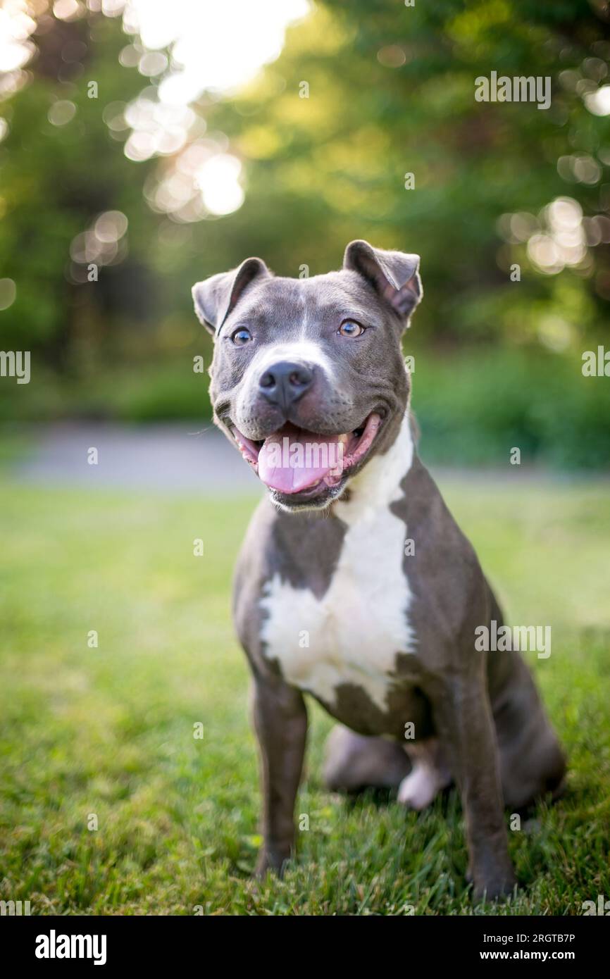 Un cane misto grigio e bianco Pit Bull Terrier seduto all'aperto con un'espressione felice Foto Stock