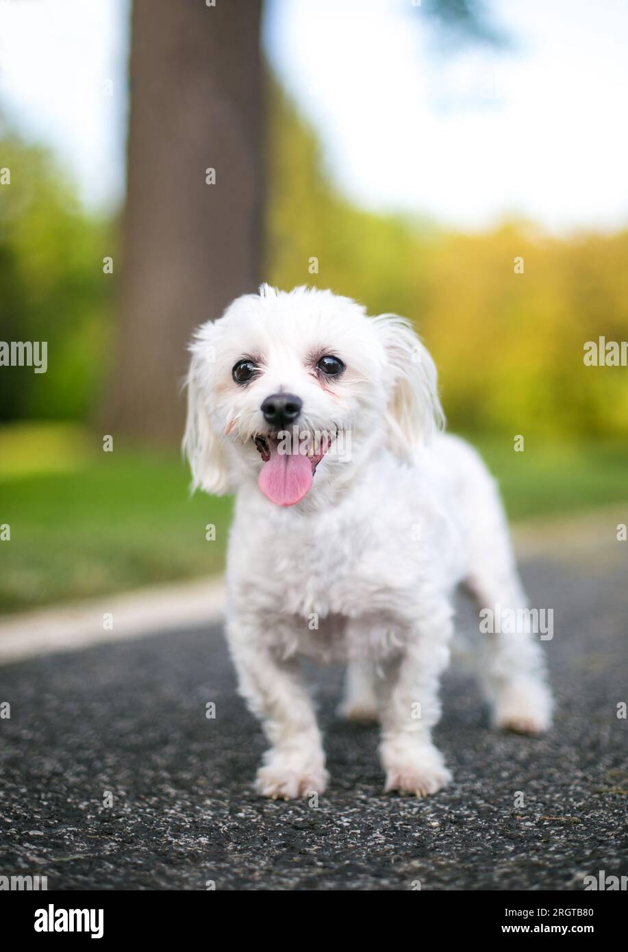 Un piccolo cane bianco di razza mista di Poodle che si trova all'aperto e sta piantando Foto Stock