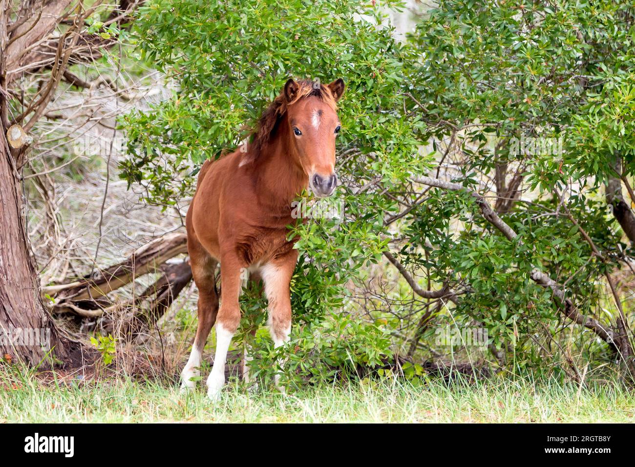 Un giovane pony selvatico (Equus caballus) presso Assateague Island National Seashore, Maryland Foto Stock