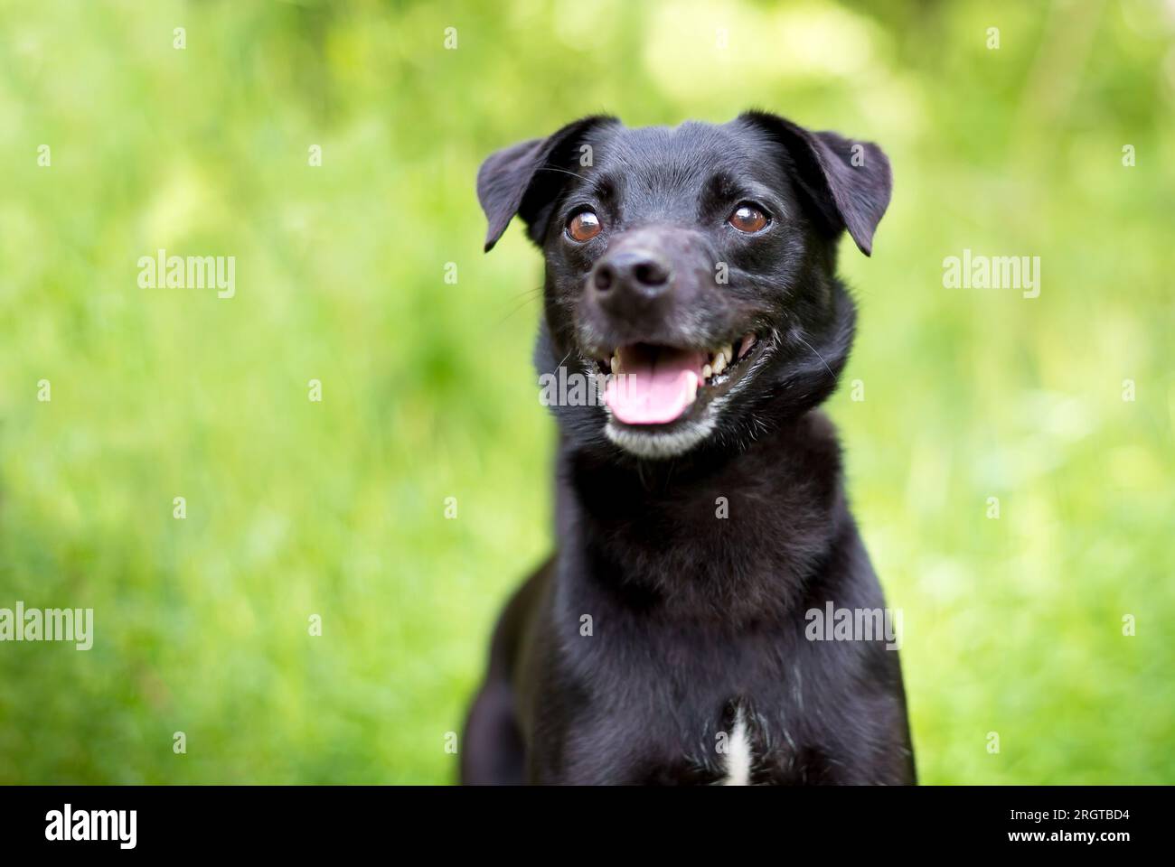 Un piccolo cane nero di razza mista Terrier con un'espressione felice Foto Stock