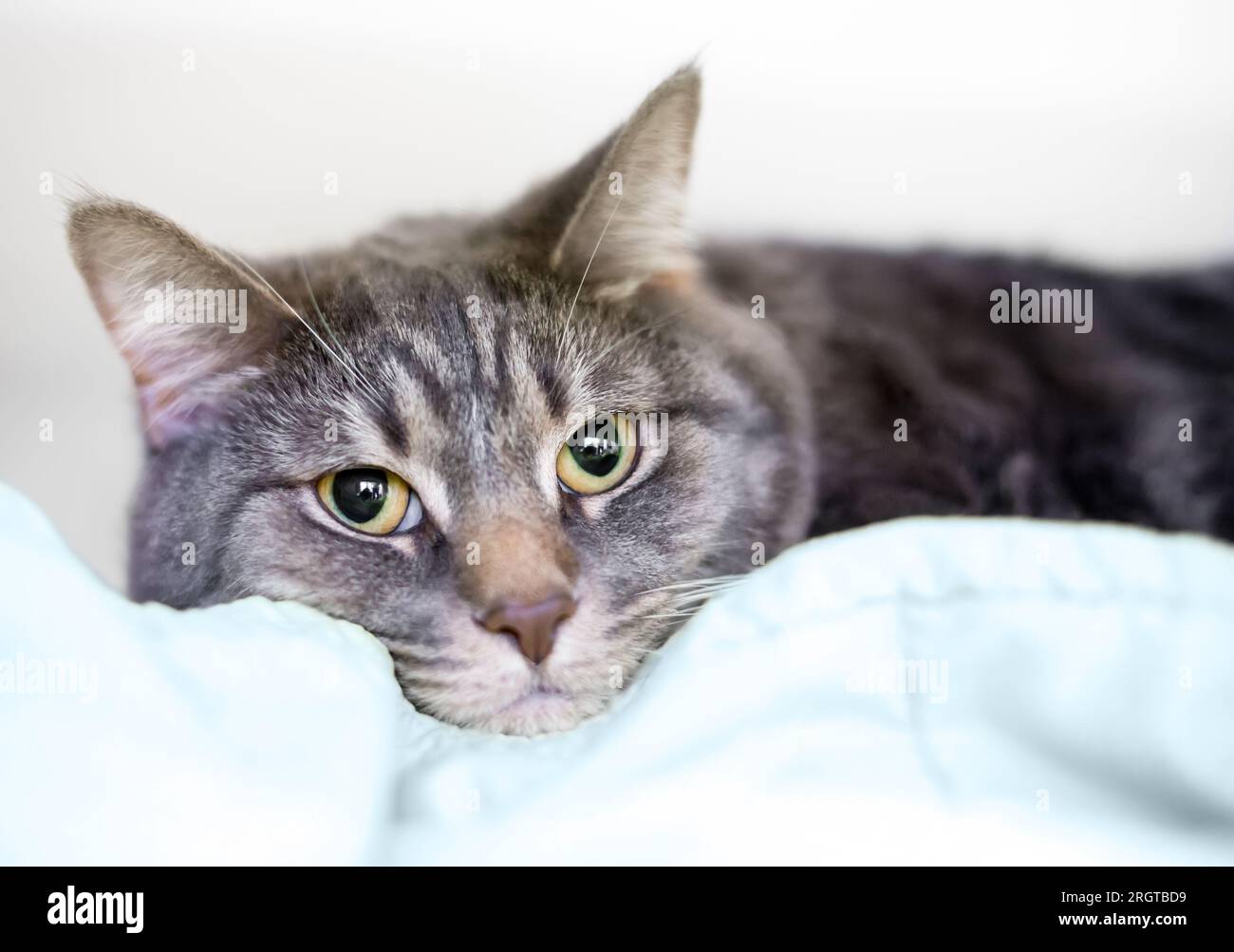 Un gatto shorthair tabby grigio appoggiato su una coperta Foto Stock