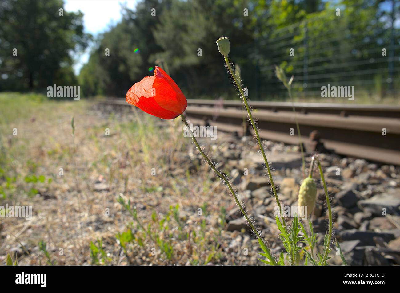 Un fiore solitario vicino a una ferrovia, a Eberswalde, in Germania Foto Stock