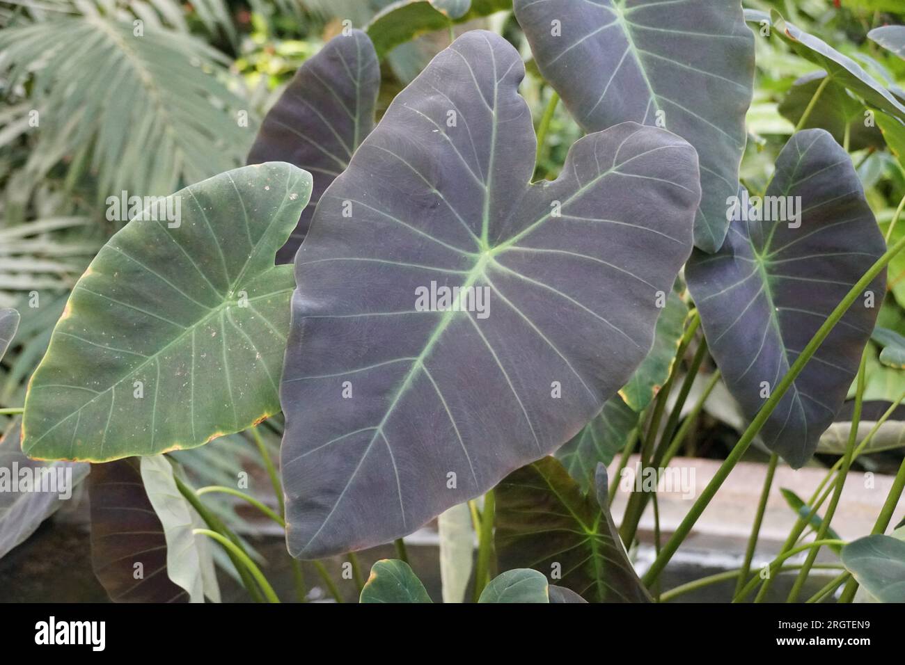 Bellissima foglia scura di Colocasia Esculenta "Coal Miner" Foto Stock
