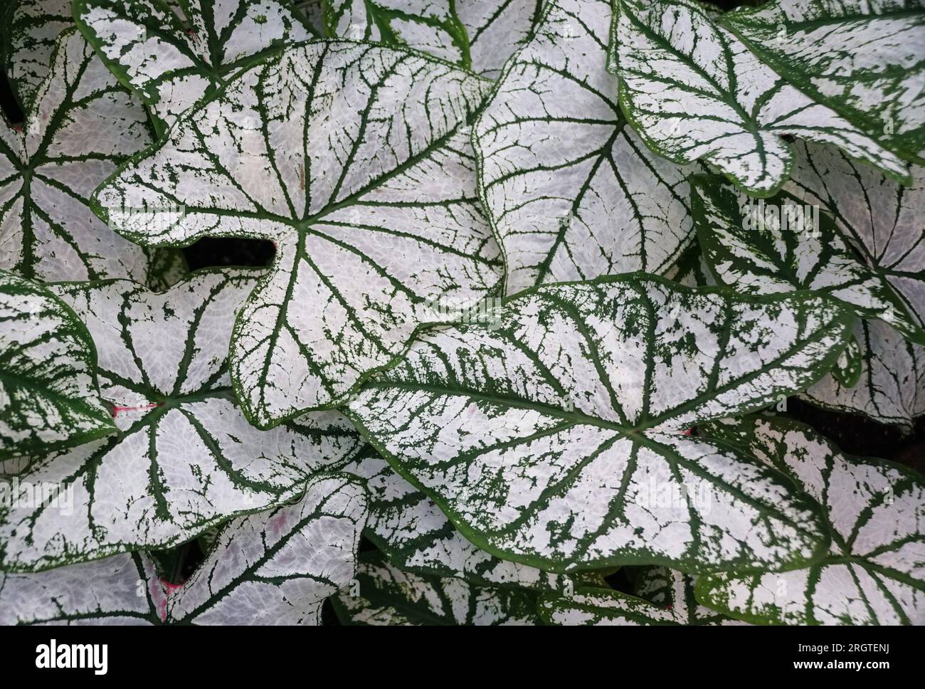 Splendide foglie bianche e verdi di Caladium White Christmas Foto Stock