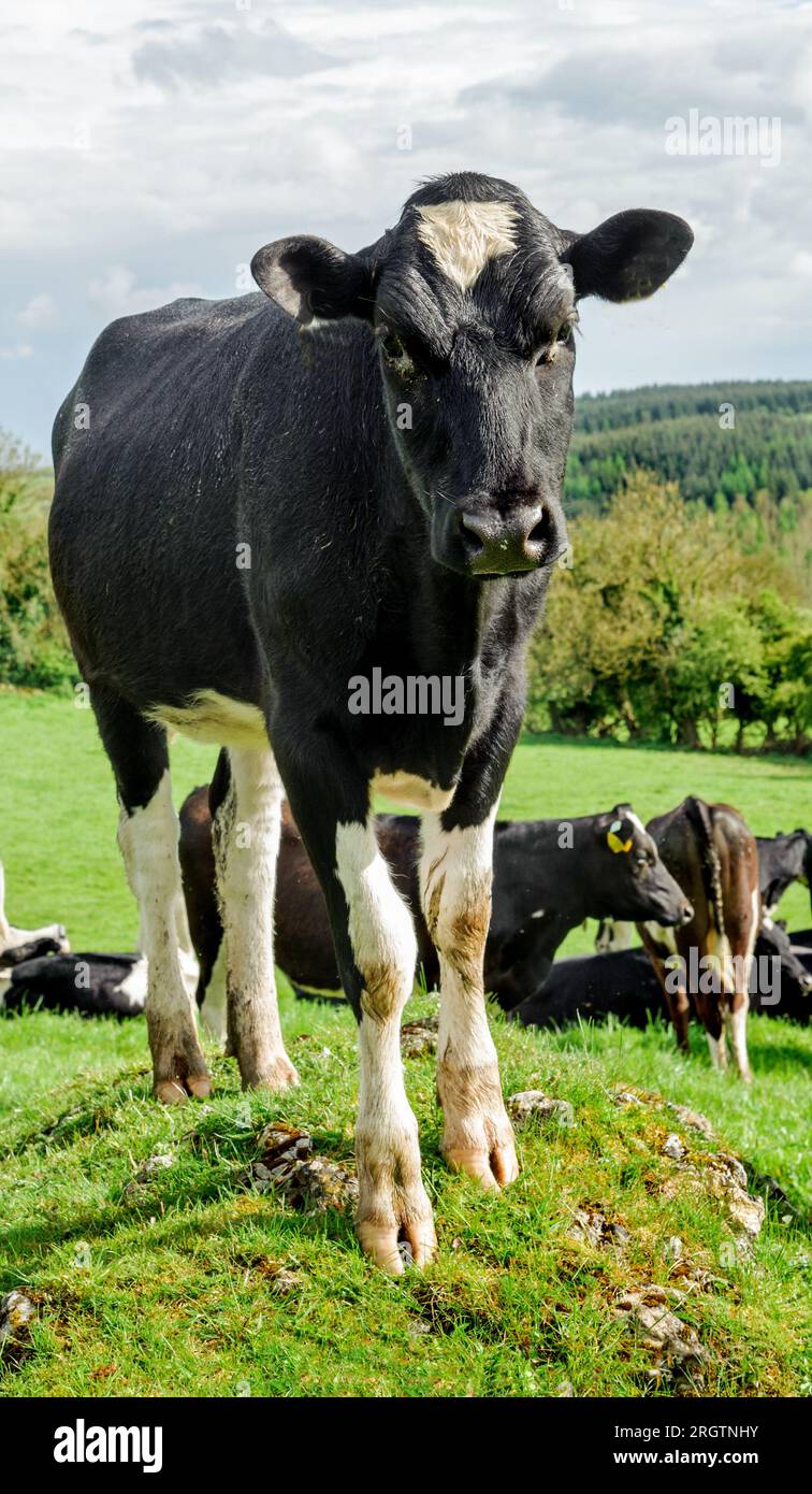 Mandria di vacche bianche e nere su un pascolo nel verde estivo in Irlanda Foto Stock