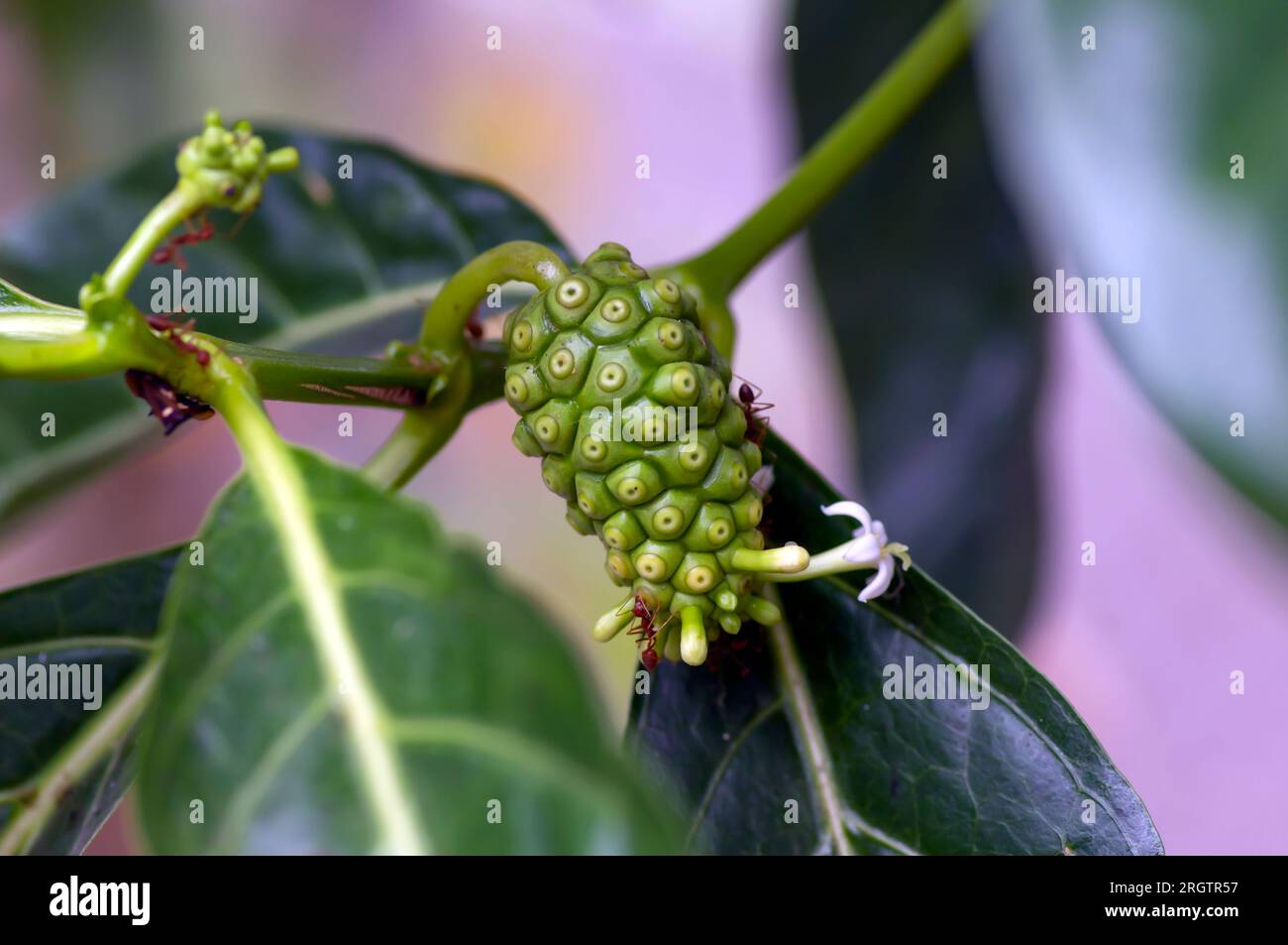 Mengkudu, giovane frutto Noni (Morinda citrifolia), chiamato anche frutto della fame con formiche rosse. Foto Stock