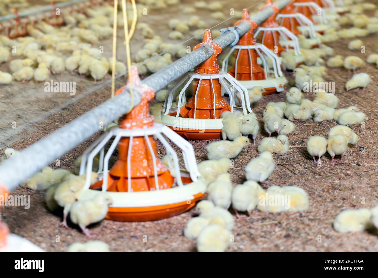 pulcini di pollo di carne bianca geneticamente modificati migliorati in un allevamento di pollame, allevati come un'azienda per produrre una grande quantità di carne di qualità da pollame Foto Stock