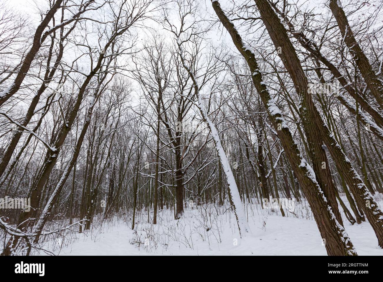 alberi decidui senza foglie nella neve dopo torte di neve e nevicate, fenomeni naturali nella stagione invernale con piante e alberi senza foglie Foto Stock