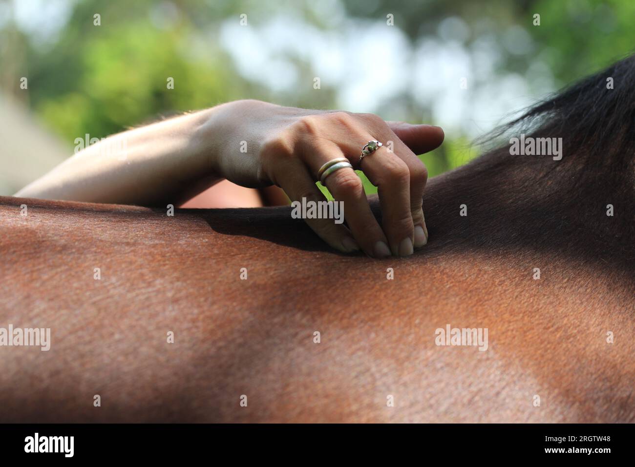 Fisioterapia equina Foto Stock