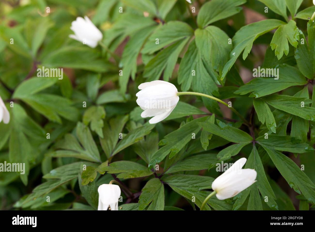 i primi fiori della foresta bianca nella stagione primaverile, le piante della foresta fiorite in primavera Foto Stock