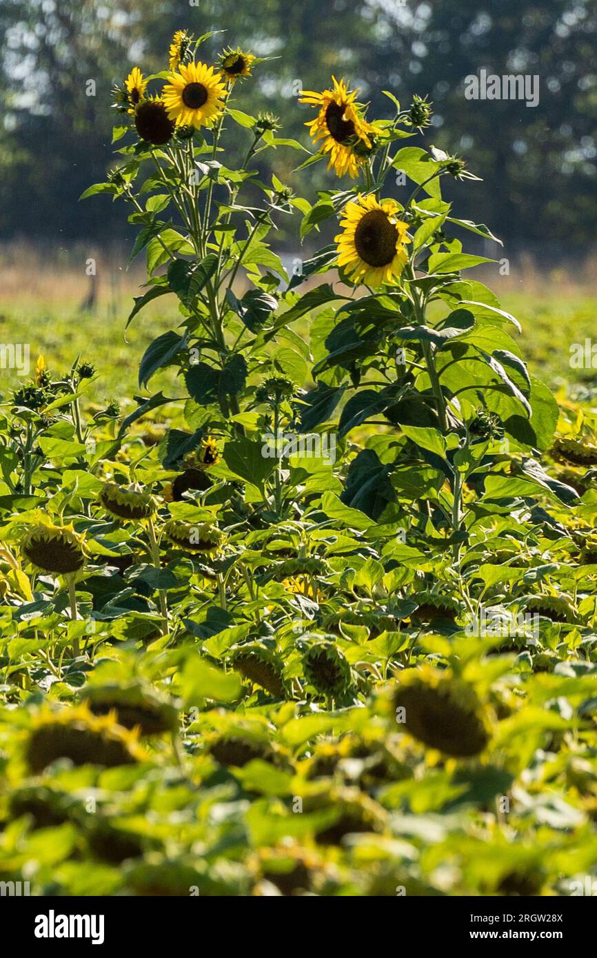 Skassa, Germania. 11 agosto 2023. Diversi girasoli sorgono su un campo e sono illuminati dal sole, mentre intorno a loro alcuni pendono la testa. Nei prossimi giorni, le temperature in Sassonia aumentano di nuovo in modo significativo. Credito: Daniel Schäfer/dpa/Alamy Live News Foto Stock