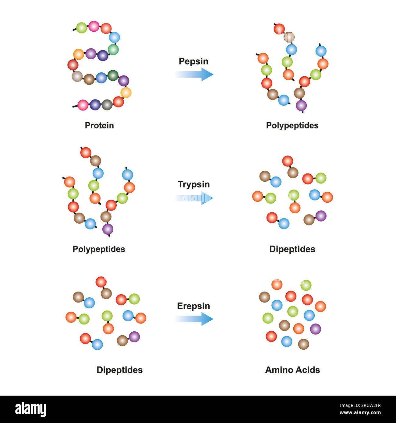 Enzimi che scompongono le proteine, illustrazione Foto Stock
