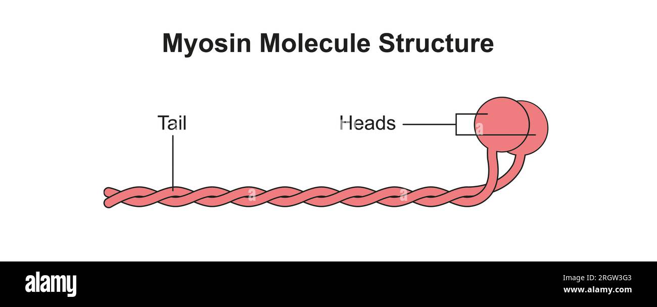Struttura del filamento miosina, illustrazione Foto Stock