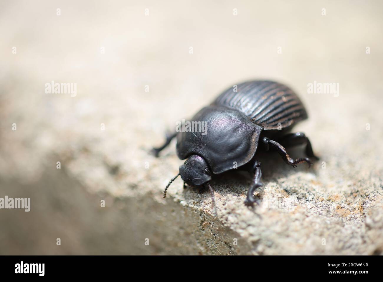 Il genere Scarabaeus è costituito da un certo numero di specie di coleottero-eurasiatico. Questa foto è stata scattata nel Kruger National Park, in Sudafrica. Foto Stock