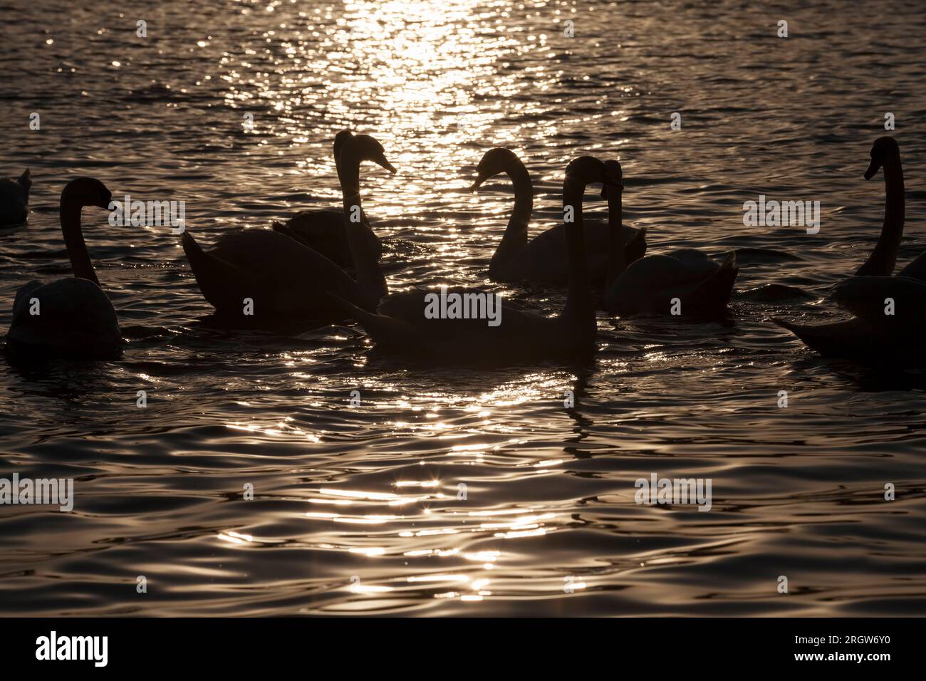 Nuota all'alba del gruppo solare dei cigni, molti cigni nel periodo primaverile dell'anno nei raggi dorati durante l'alba o il tramonto, periodo primaverile dell'anno Foto Stock