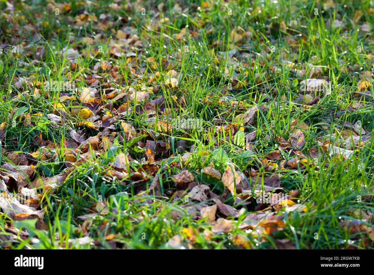 erba verde nella stagione autunnale, all'inizio dell'autunno e nei primi mesi, primo piano di erba verde durante la caduta delle foglie autunnali Foto Stock