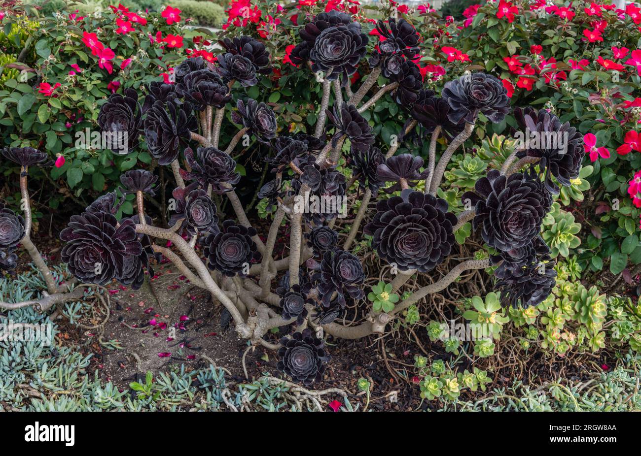 Bellissima pianta succulenta di rosa nera di Aeonium Arboreum Foto Stock