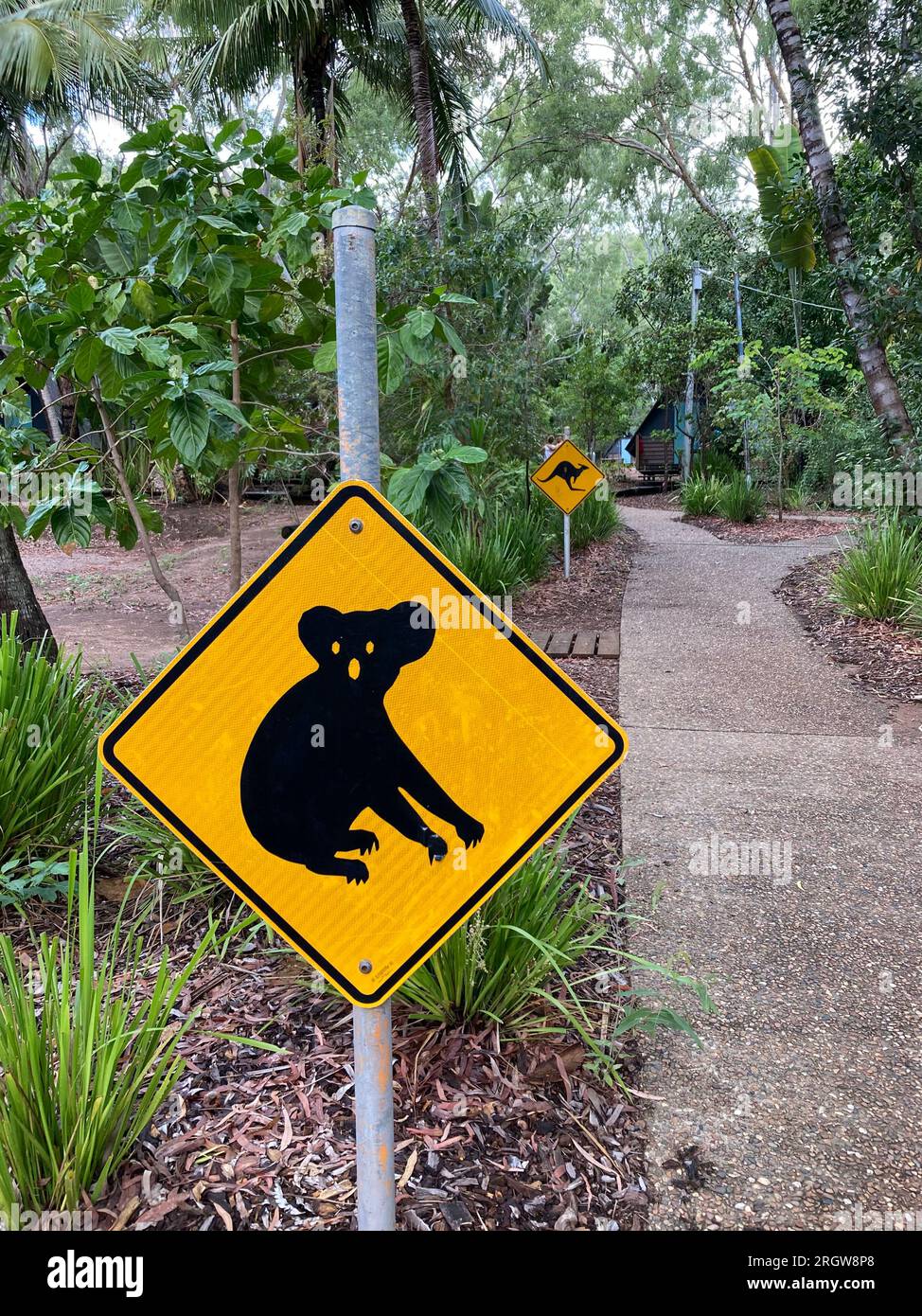 Un tipico cartello stradale giallo australiano che avverte l'attraversamento dei koala, con un cartello di avvertimento per i canguri sullo sfondo, a Magnetic Island, Queensland Foto Stock