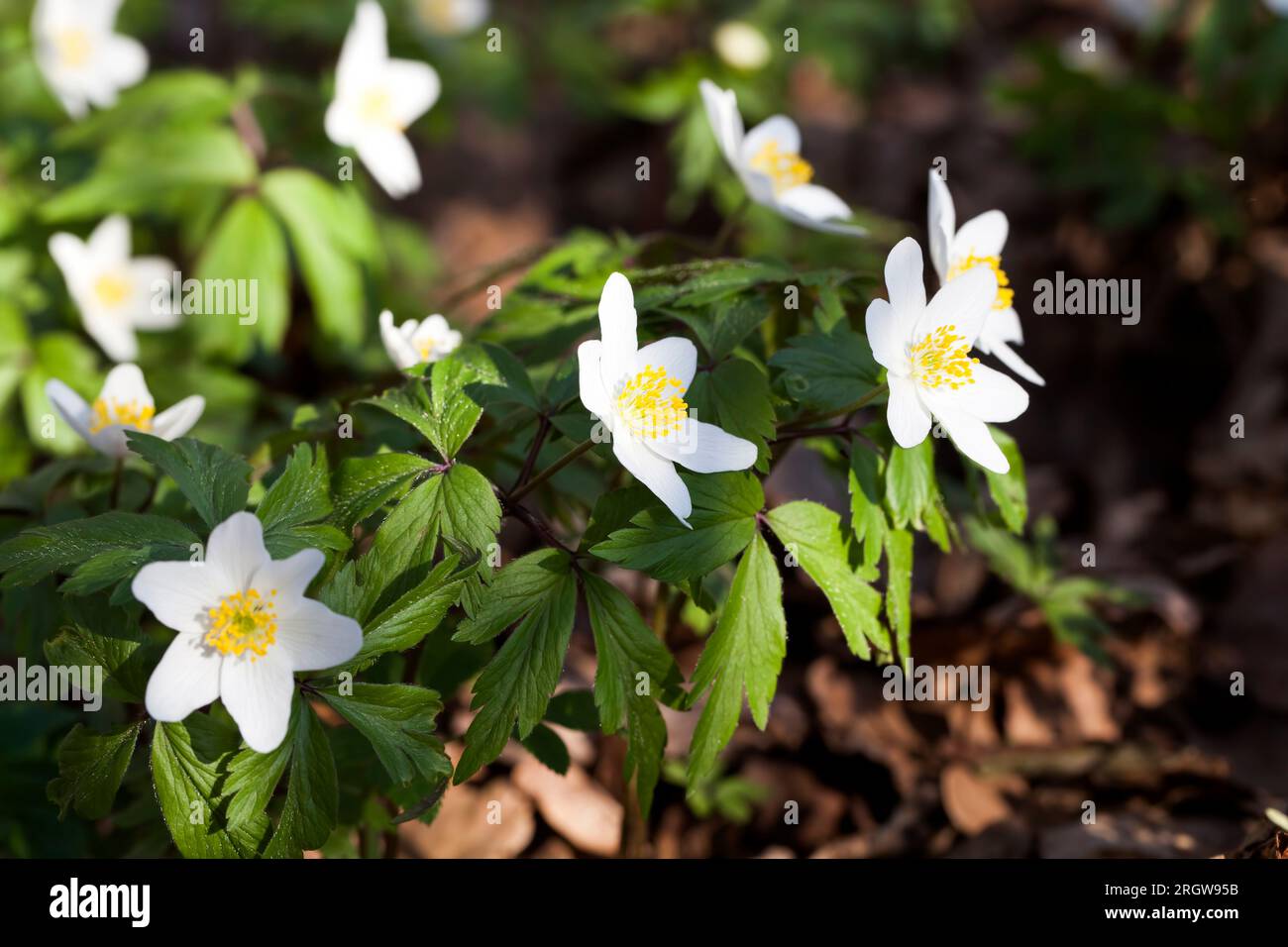 i primi fiori della foresta bianca nella stagione primaverile, le piante della foresta fiorite in primavera Foto Stock