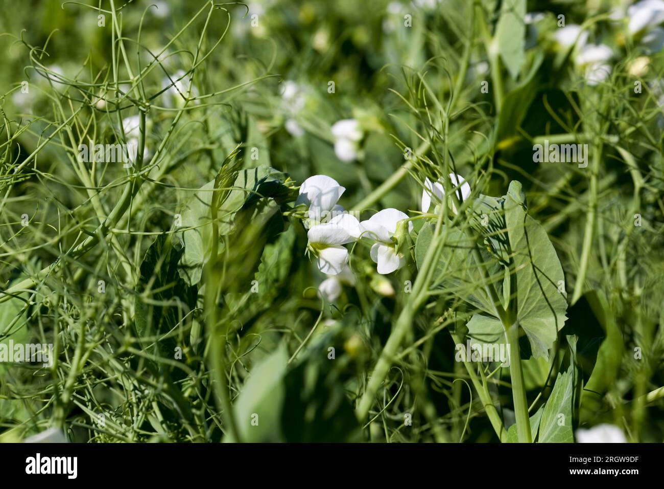 un campo agricolo dove crescono i piselli verdi, i piselli fioriscono con fiori bianchi nella stagione estiva Foto Stock