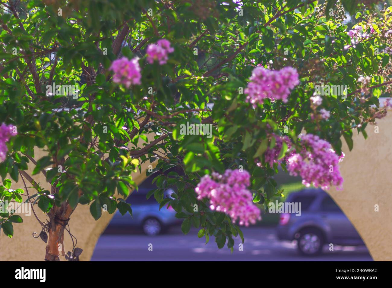 Goditi la bellezza squisita dei fiori rosa in fiore di un mirto di colza nel cortile anteriore, l'effetto bokeh. Foto Stock