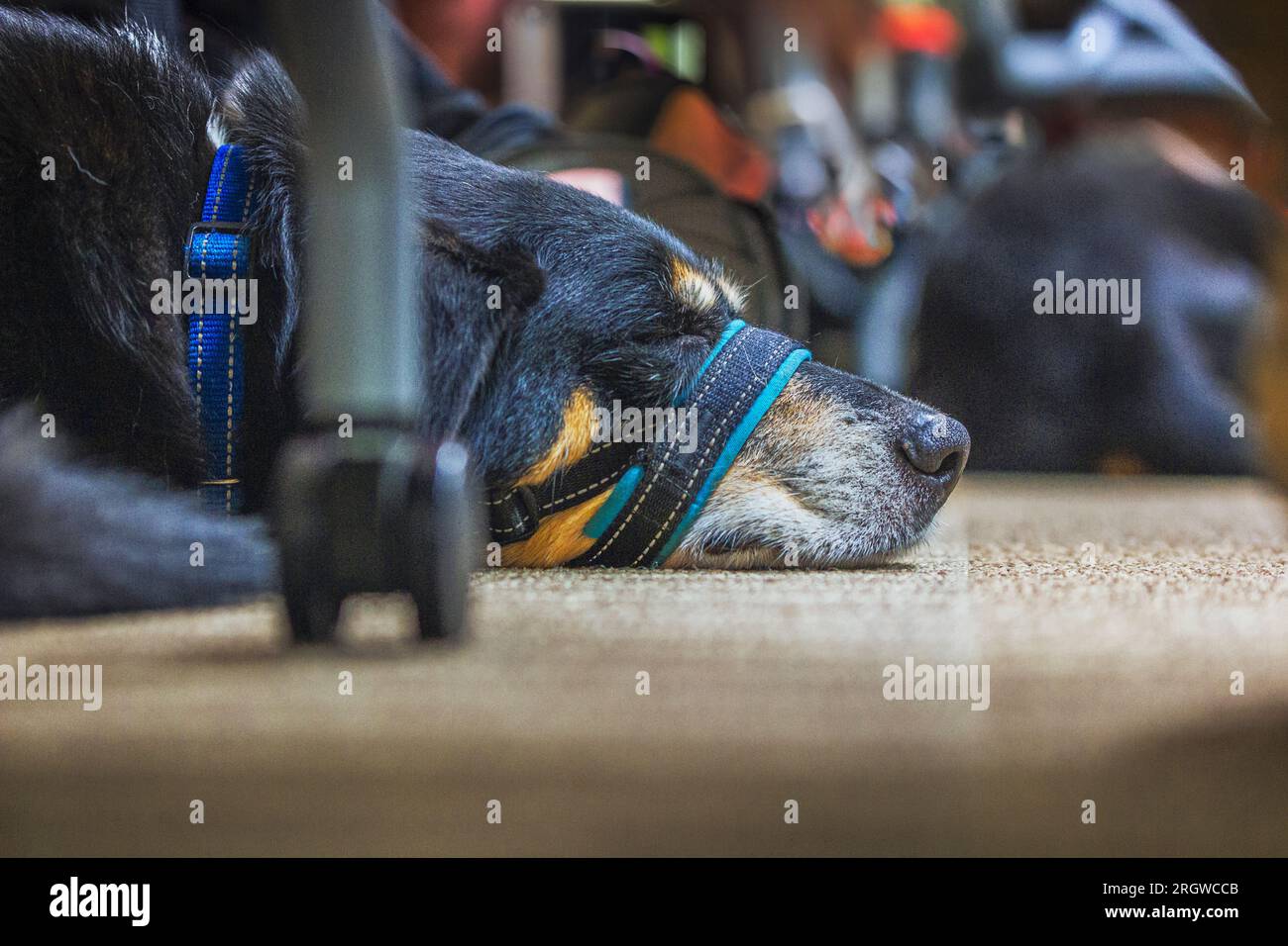 Una vista confortevole di un fedele cane da servizio veterano che riposa sul pavimento durante un evento alla Loma Linda va Clinic a Redlands, California. Foto Stock