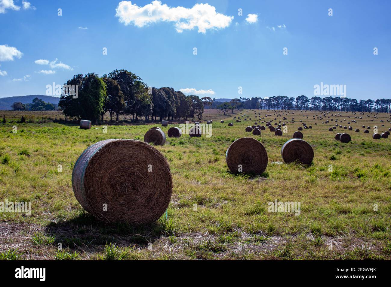 Campo di Haybales. Circolare, appena raccolto, tolga, Australia Foto Stock