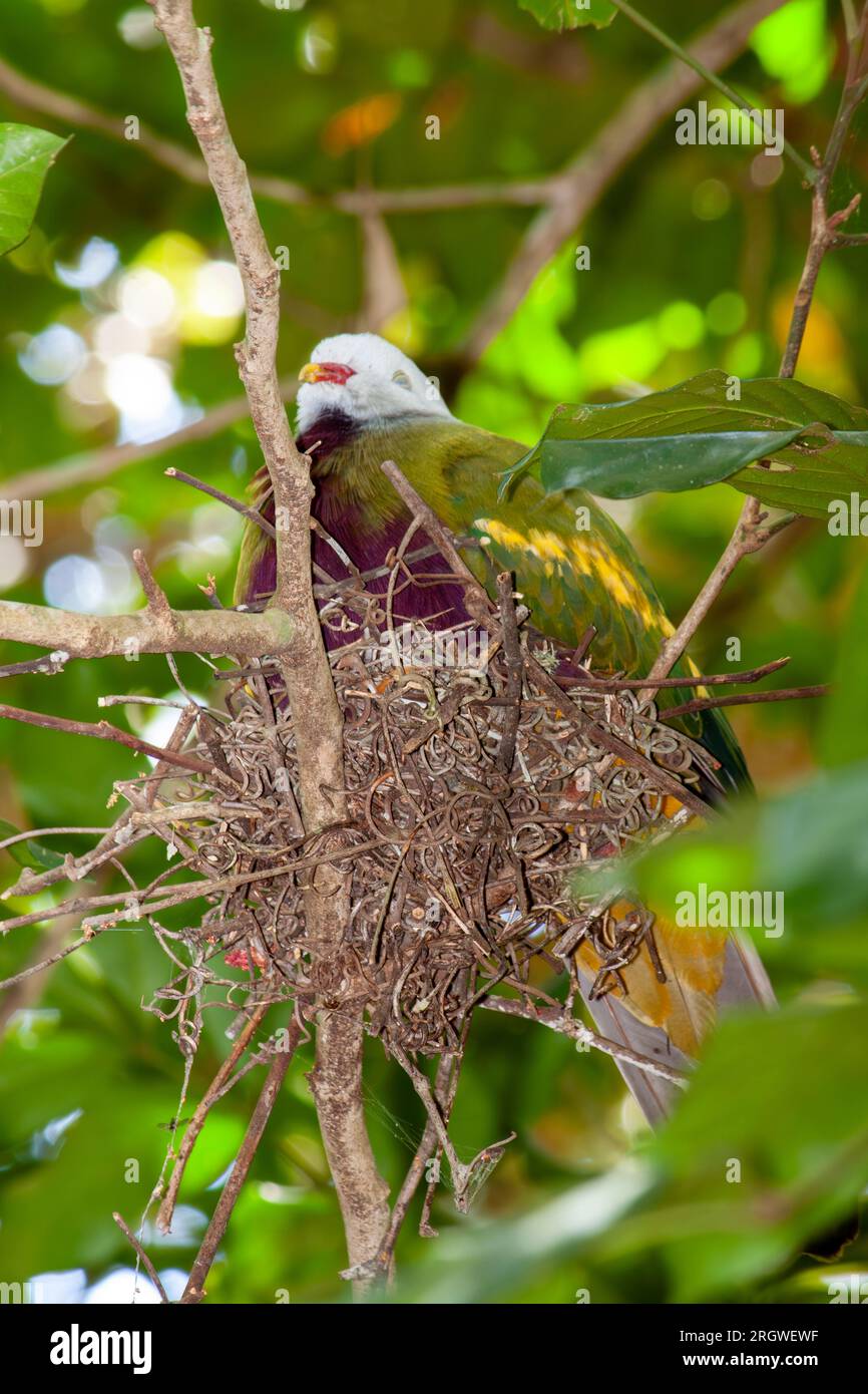 Wompoo Fruit-dove, Ptilinopus magnificus, al nido, selvatico, Curtain Fig NP, Yungaburra, Australia. Foto Stock