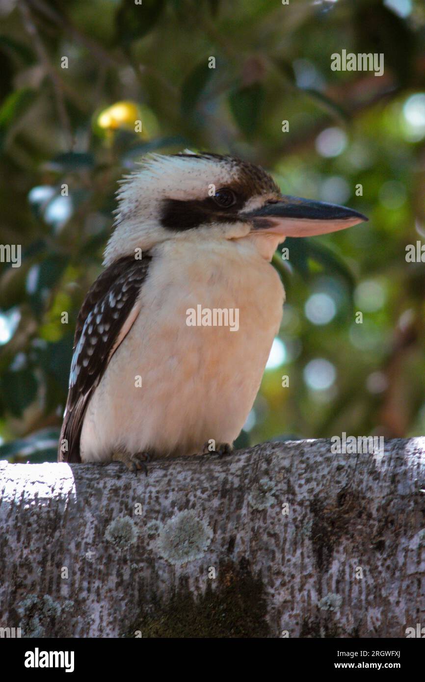 Ridendo Kookaburra, Dacelo novaeguineae, Wild, Irvinebank, Australia. Foto Stock